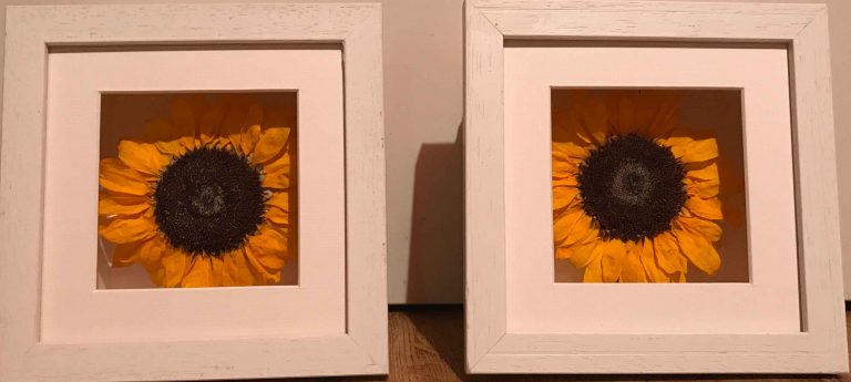 sunflowers funeral flower preservation